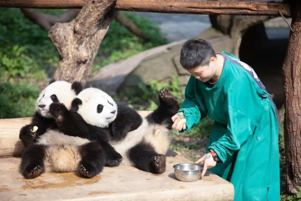 重慶動物園最新動態(tài)，探索與發(fā)現(xiàn)之旅的奇妙之旅