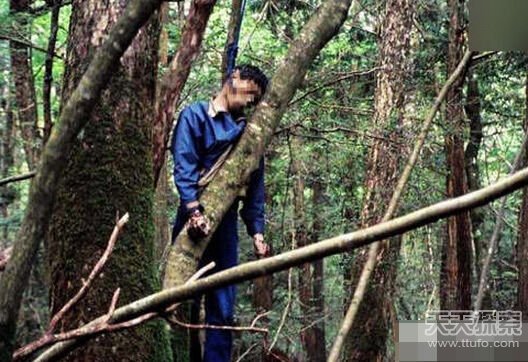 老頭樹林最新視頻揭秘，自然與技術(shù)的完美融合之美