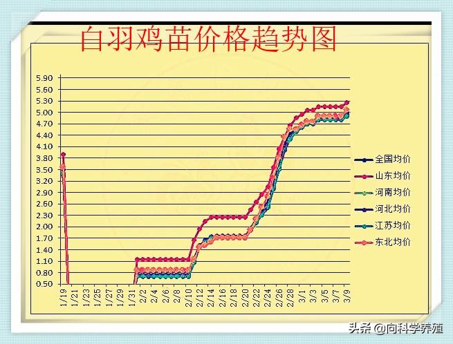 最新肉雞苗價格走勢分析