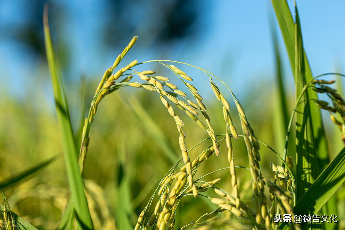 平原轉讓信息最新動態(tài)深度解析